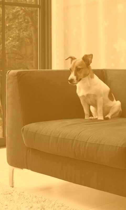 Пес на диване обои