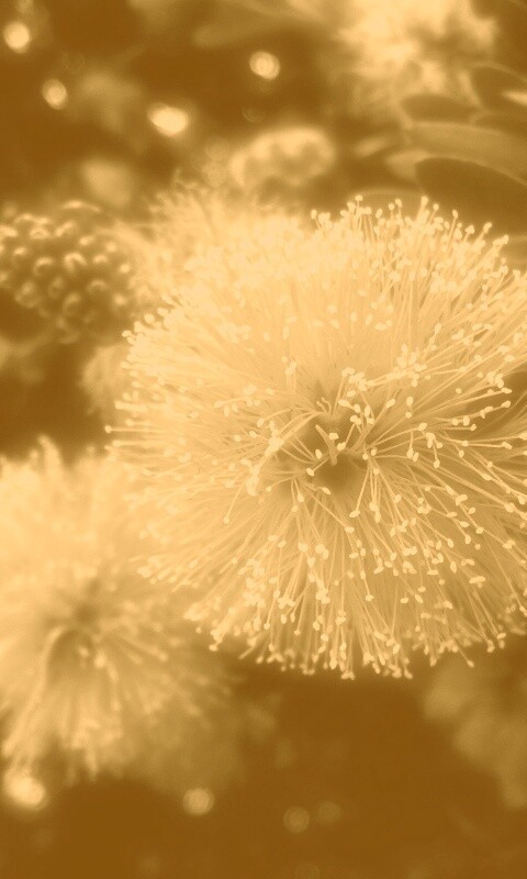 Сказочный цветок обои