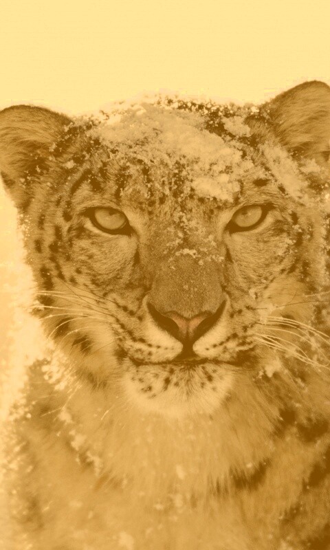 Снежный леопард обои