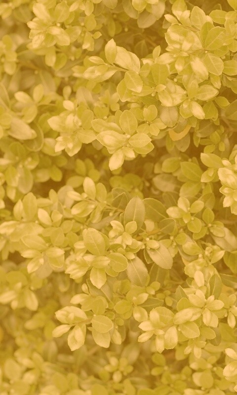 Густая листва обои