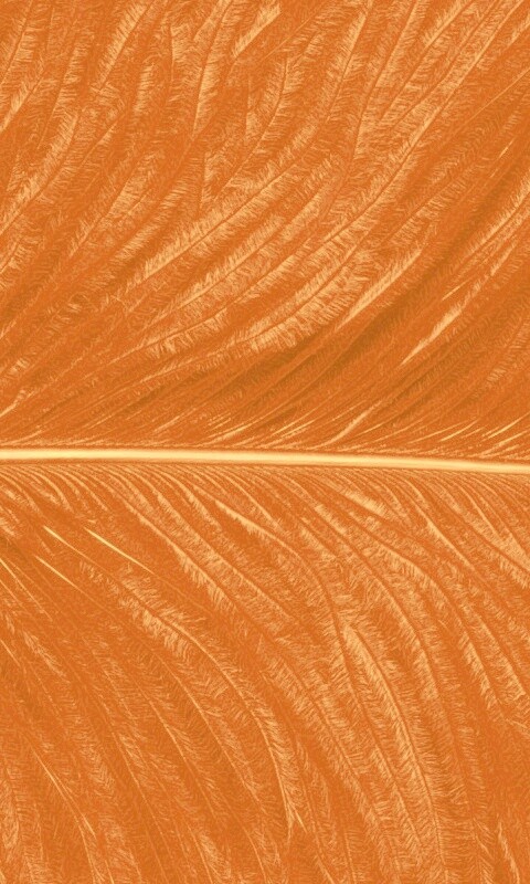 Перо попугая обои