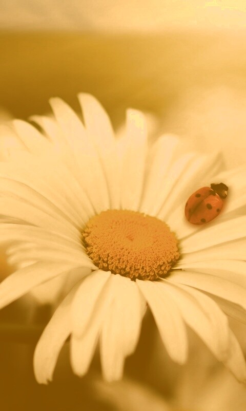 Божья коровка обои