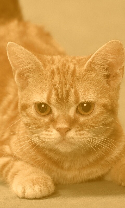 Котенок обои