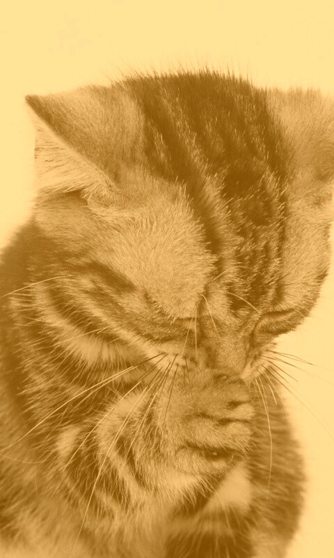 Котенок обои