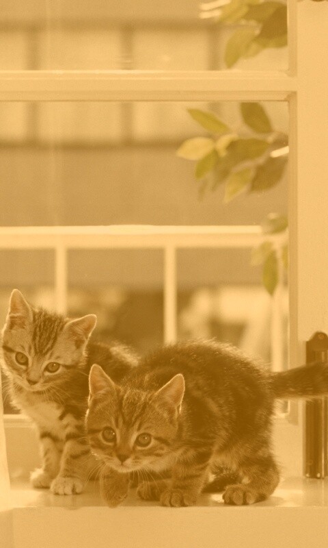 Милые котята обои