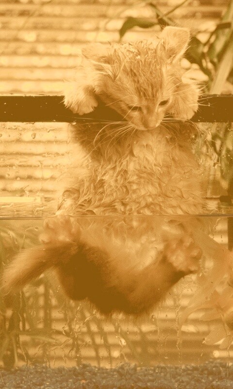 Мокрая киска обои