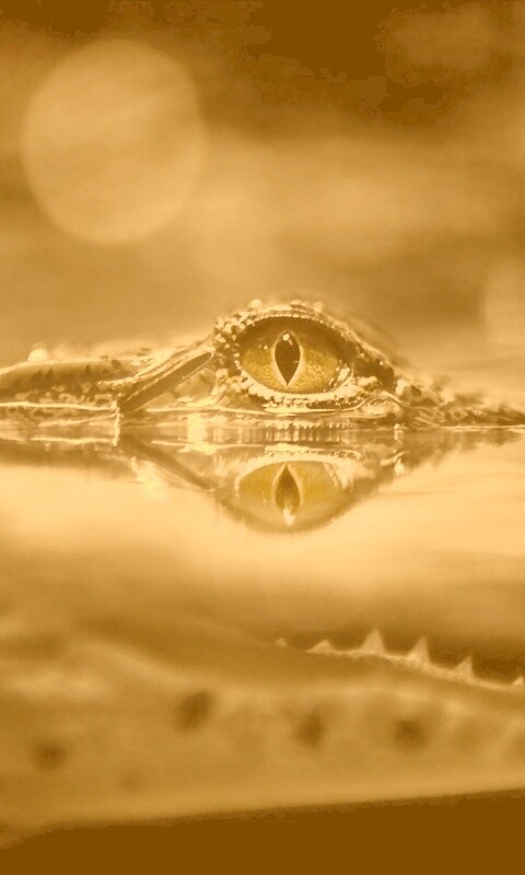 Глаз крокодила обои