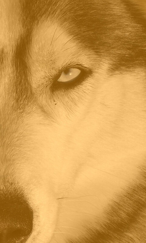 Собака с голубыми глазами обои