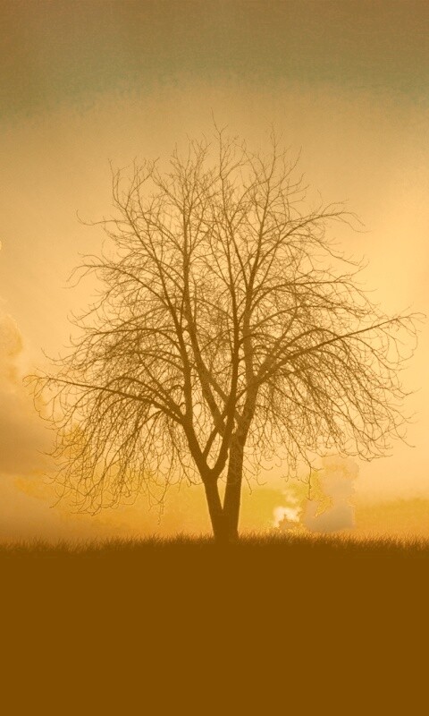 Дерево на закате обои