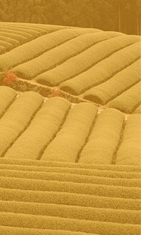 Красивые гряды обои