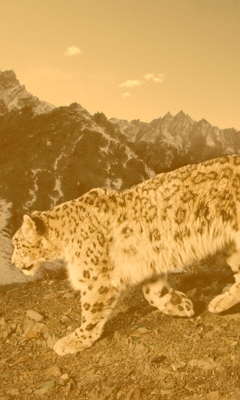 Леопард обои