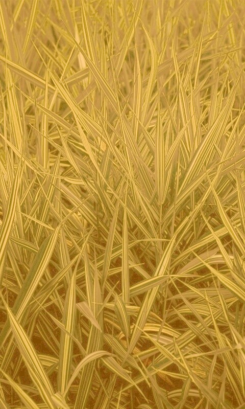 Дикая трава обои