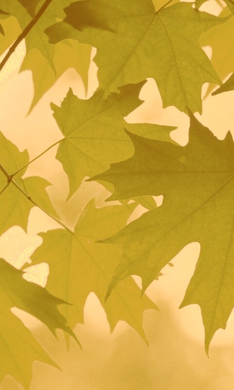 Кленовые листья обои