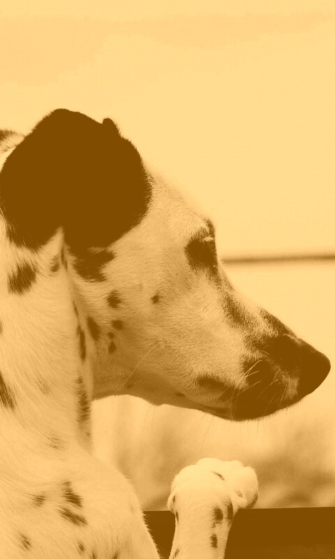 Долматинец смотрит вдаль обои