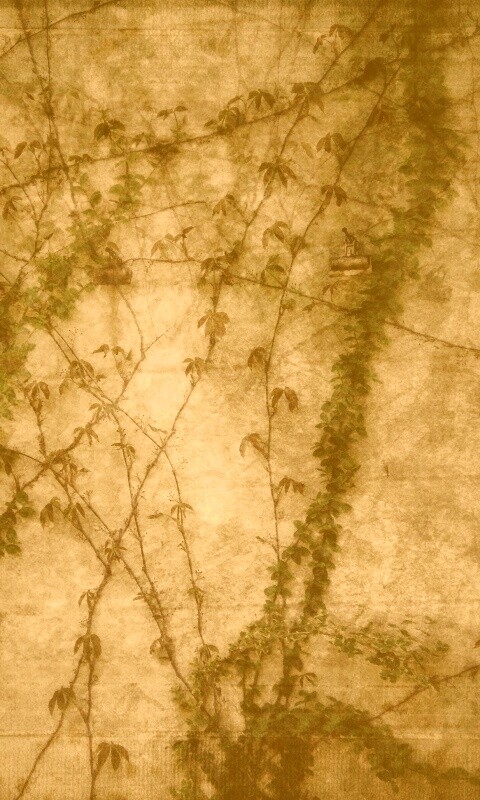 Растение на стене обои