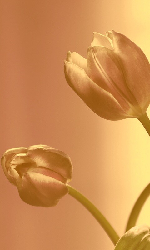 Сиреневые цветы обои