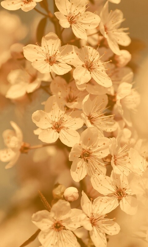 Цветение вишни обои