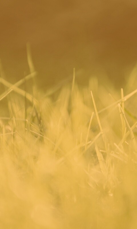 Играя солнечным светом обои