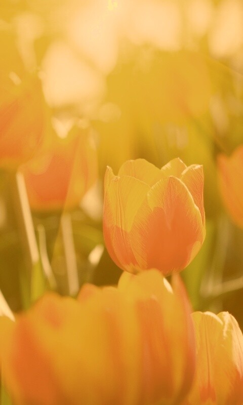 Солнечные тюльпаны обои