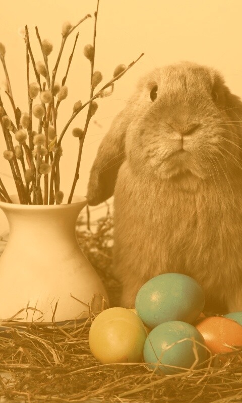 Пасхальный кролик обои