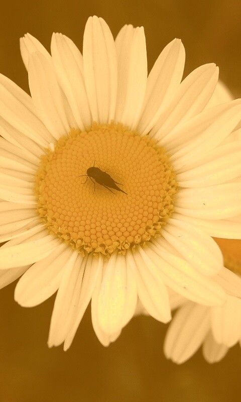 Ромашки обои