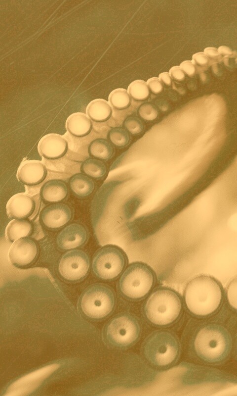 Щупальце обои