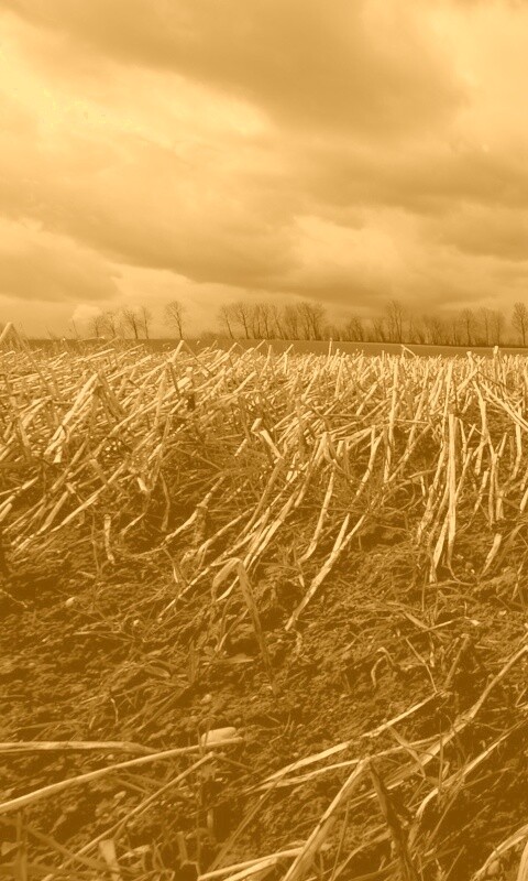 Убранное поле обои