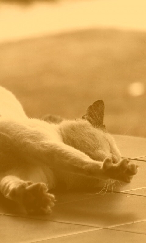 Потягивающаяся кошка обои