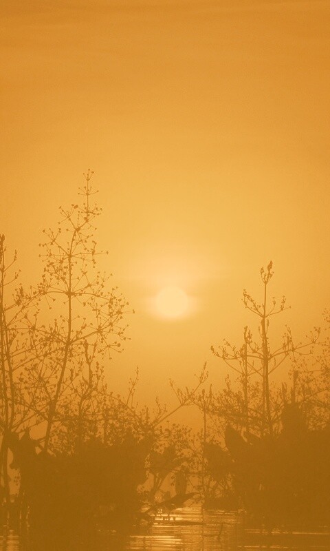 Доисторическое утро обои