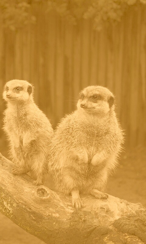 В дозоре обои