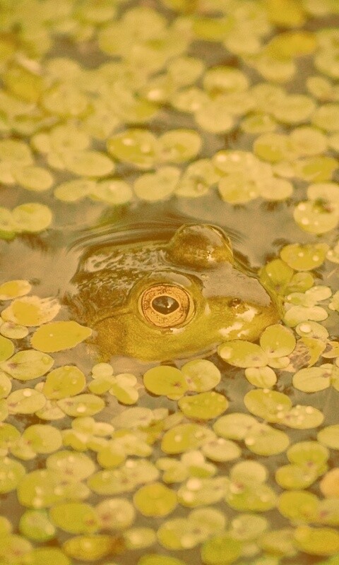 Маленькая лягушка обои