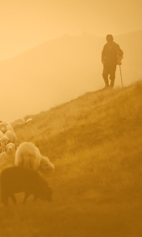 Пастух и стадо обои