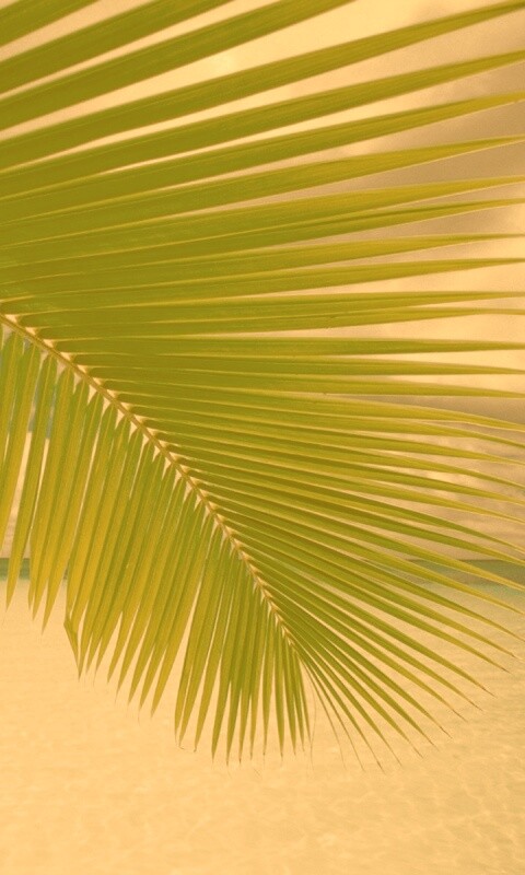 Пальмовый лист обои