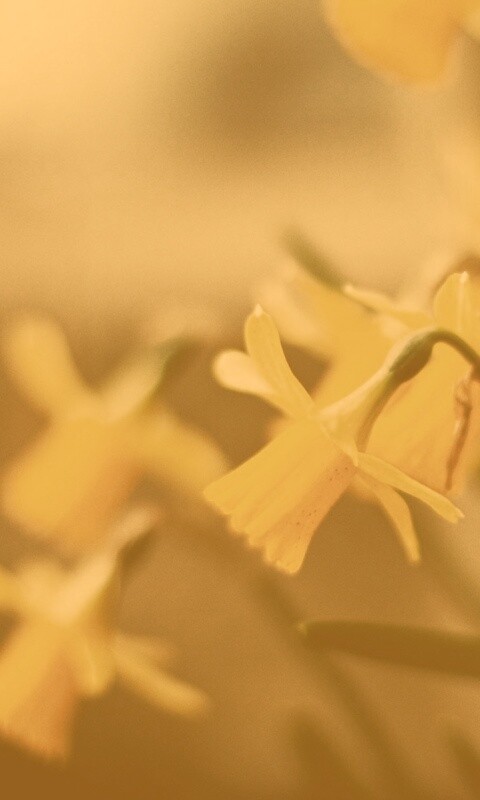 Нарциссы обои