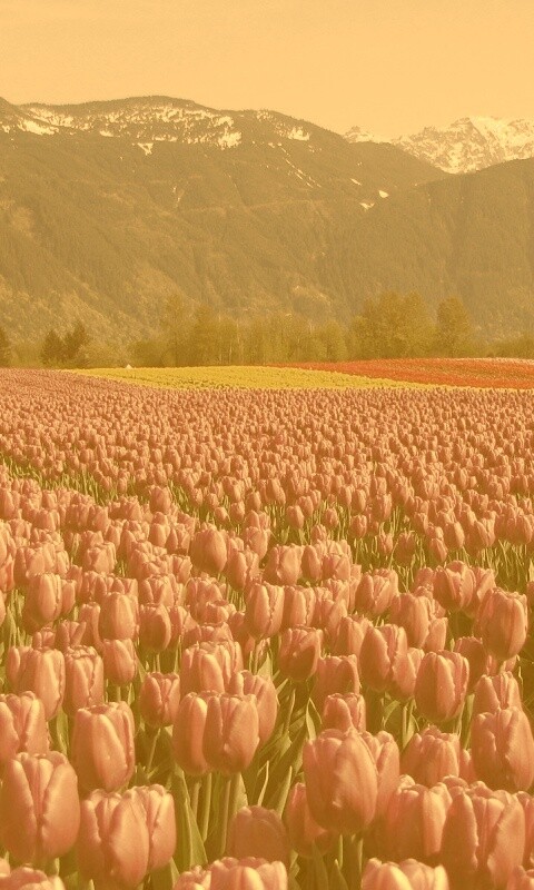 Поле тюльпанов обои