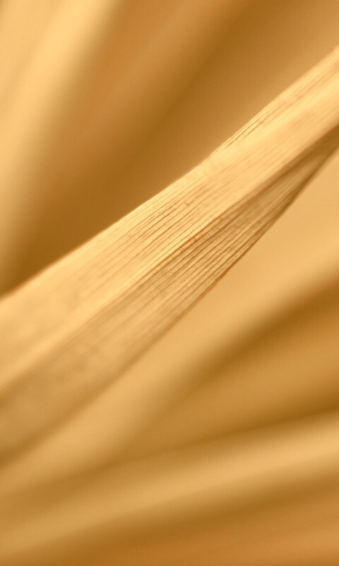 Сухое растение обои