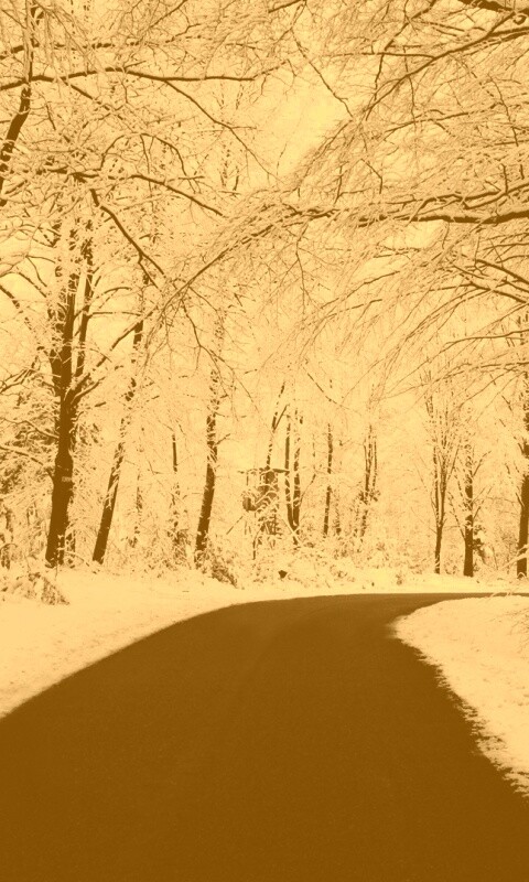 Дорога в зимнем лесу обои