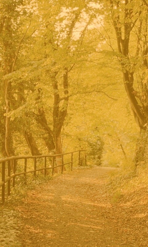 Лесная дорожка обои