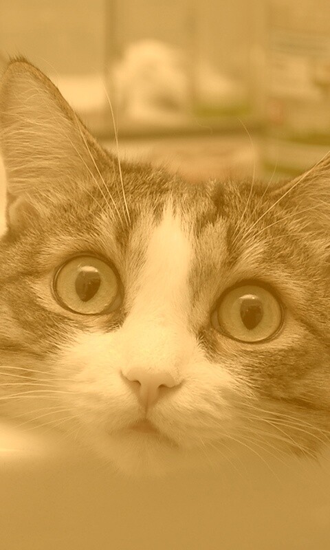 Кошак выглядывает из раковины обои