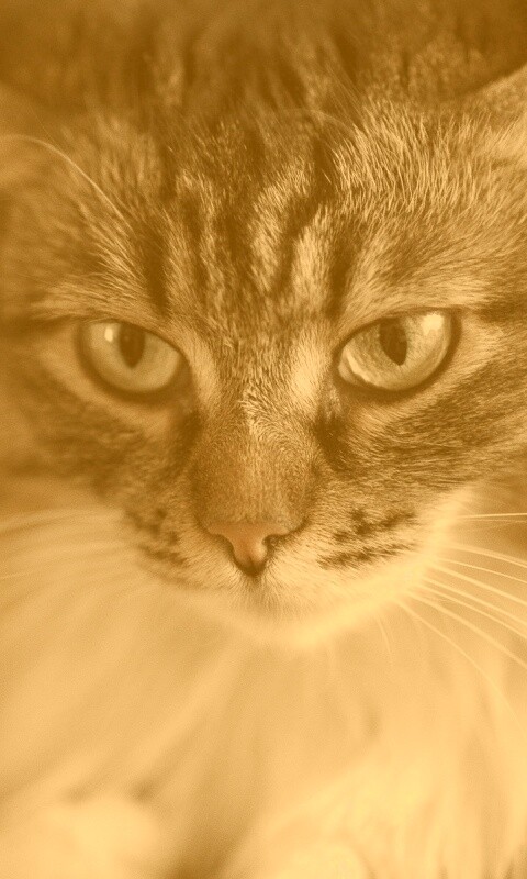 Суровый кот обои