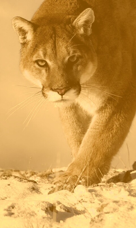 Пума с грозным взглядом обои