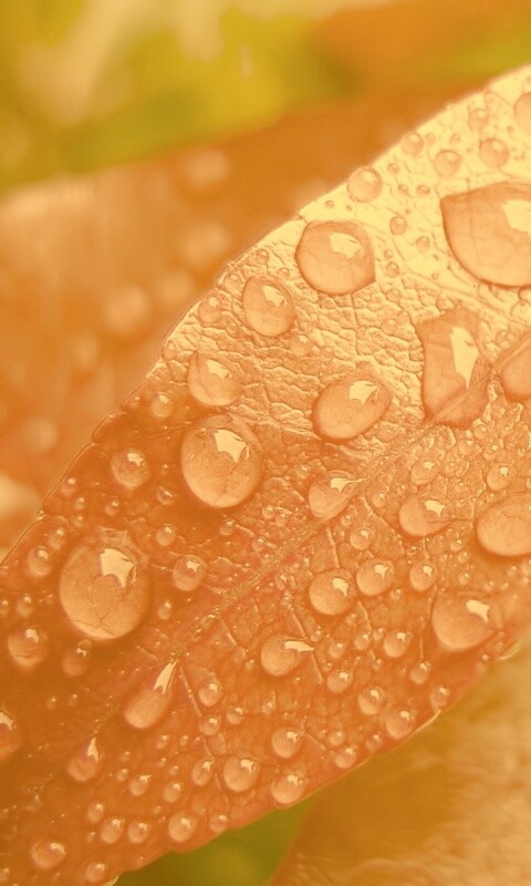 Капли росы на красных листьях обои