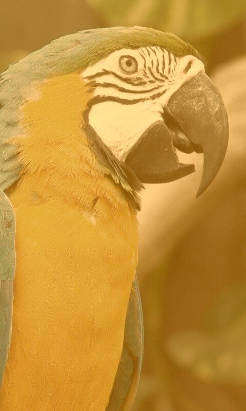 Разноцветынй попугай обои