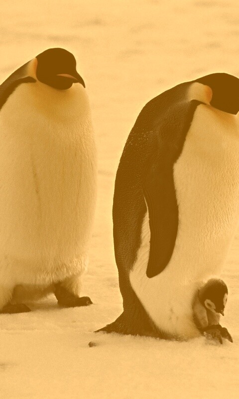 Семья пингвинов обои