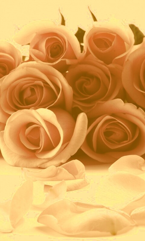 Букет роз обои