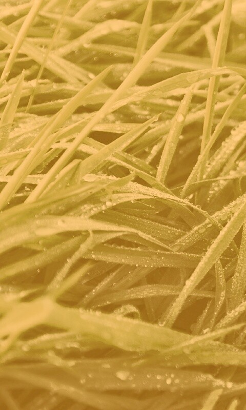 Роса на траве обои