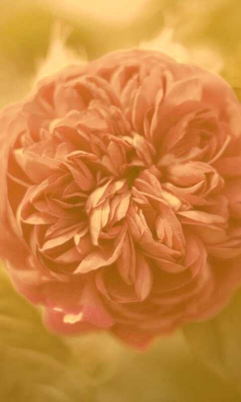 Клевер крупным планом обои