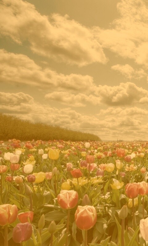 Поле тюльпанов обои