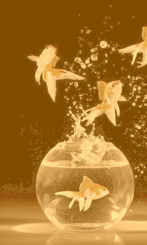 Аквариумы жонглируют рыбами обои