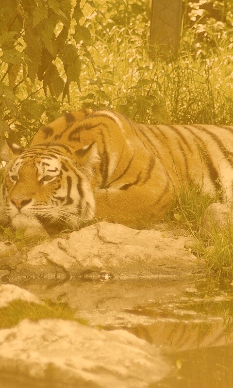 Тигр отдыхает обои